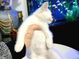 British Shorthair Lynx Point