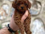 Irk Garantili Mükemmel Toy Poodle Yavrularımız