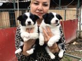Zeki Akıllı Muhteşem Border Collie Yavrularımız