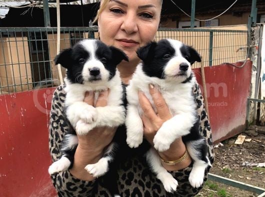 Zeki Akıllı Muhteşem Border Collie Yavrularımız görsel