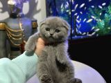 Scottish Fold Yavrular