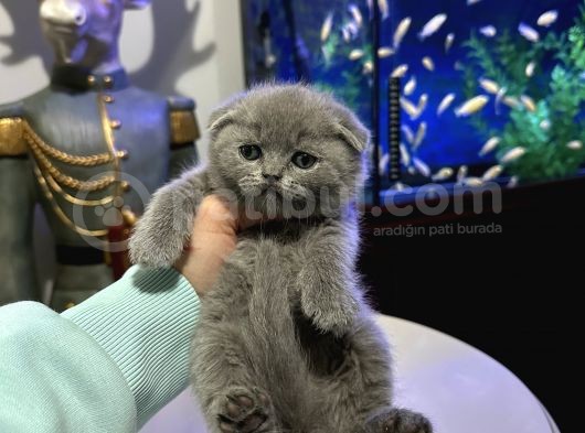 Scottish Fold Yavrular görsel