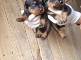 Orjinal Rottweiler Yavrularım