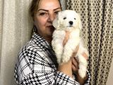 Pamuk gibi efsane maltese terrier yavrularımız