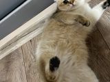 BRITISH SHORTHAIR DİŞİ KEDİMİZE EŞ ARIYORUZ