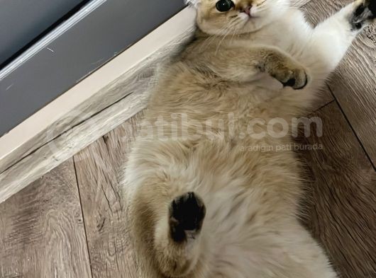 British Shorthair Di̇şi̇ Kedi̇mi̇ze Eş Ariyoruz