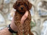 Irk Garantili mükemmel toy poodle yavrularımız