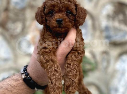 Irk Garantili Mükemmel Toy Poodle Yavrularımız
