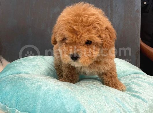Gerçek Maltipoo Yavruları Mini Boy Mükemmel Güzellik görsel