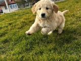 Baby Face Golden Yavrusu 45 Günlük