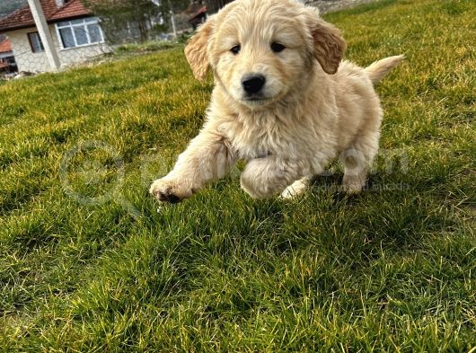Baby Face Golden Yavrusu 45 Günlük görsel