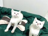British Shorthair Lynx Point