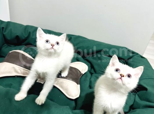 British Shorthair Lynx Point görsel