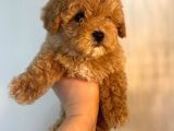 Gerçek Maltipoo Yavruları Mini Boy Mükemmel Güzellik