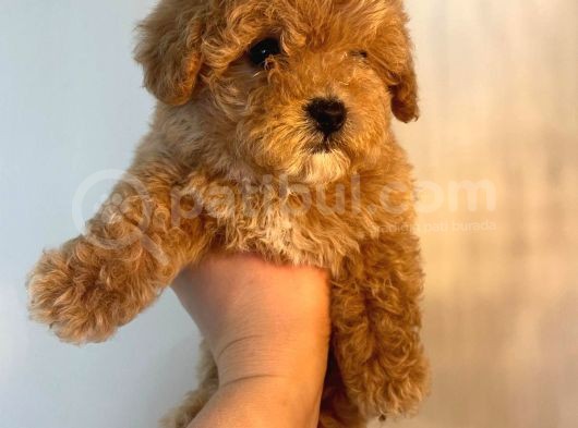 Gerçek Maltipoo Yavruları Mini Boy Mükemmel Güzellik görsel