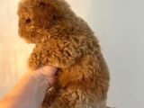 Gerçek Maltipoo Yavruları Mini Boy Mükemmel Güzellik