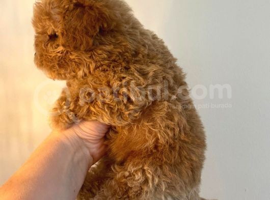 Gerçek Maltipoo Yavruları Mini Boy Mükemmel Güzellik görsel