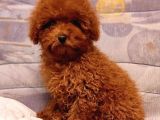 SHOW GÖRSEL TOY POODLE YAVRULAR