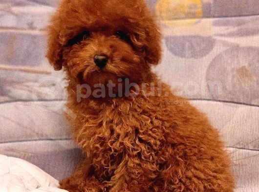 Show Görsel Toy Poodle Yavrular