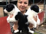 Zeki Akıllı Muhteşem Border Collie Yavrularımız
