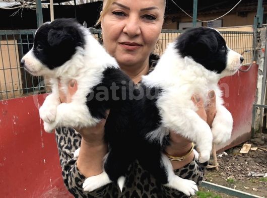 Zeki Akıllı Muhteşem Border Collie Yavrularımız görsel