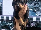 Irk garantili efsane king doberman yavrularımız
