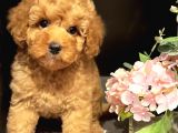 XXS TOY POODLE DİŞİ&eRKEK EN İYİ GÖRSEL