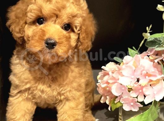Xxs Toy Poodle Di̇şi̇&Erkek En İyi̇ Görsel