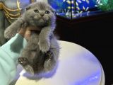Scottish Fold Yavrular