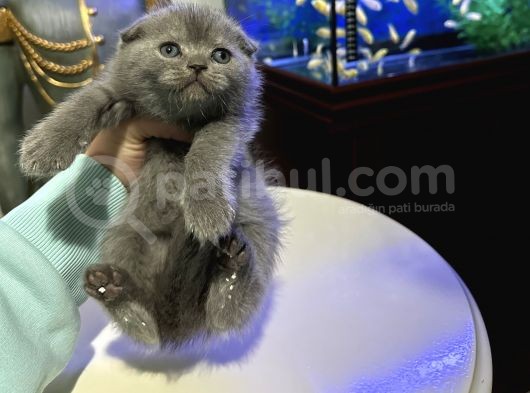 Scottish Fold Yavrular görsel