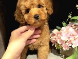 Xxs Toy Poodle Di̇şi̇&Erkek En İyi̇ Görsel