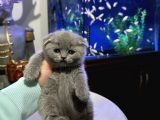 Scottish Fold Yavrular