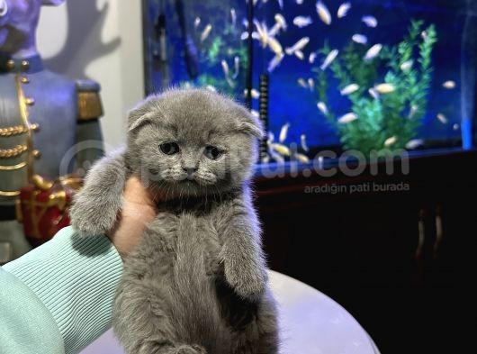 Scottish Fold Yavrular görsel