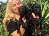 Muhteşem Labrador Retriever Yavrularımız