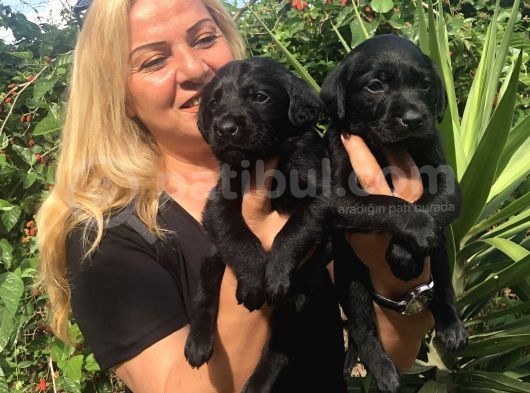 Muhteşem Labrador Retriever Yavrularımız görsel
