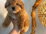 Gerçek Maltipoo Yavruları Mini Boy Mükemmel Güzellik
