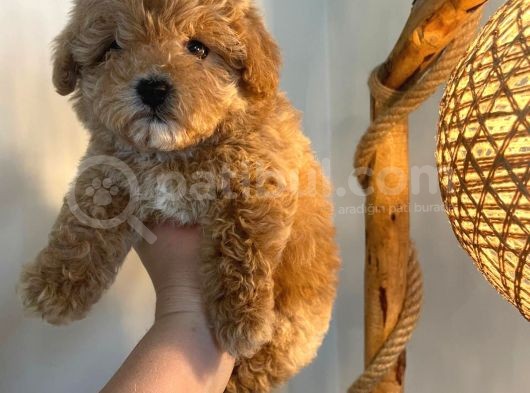 Gerçek Maltipoo Yavruları Mini Boy Mükemmel Güzellik görsel