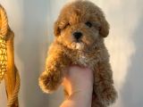 Gerçek Maltipoo Yavruları Mini Boy Mükemmel Güzellik