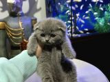Scottish Fold Yavrular