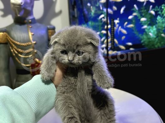 Scottish Fold Yavrular görsel