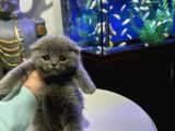 Scottish Fold Yavrular