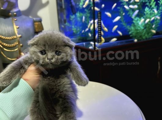 Scottish Fold Yavrular