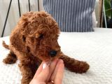 Red Brown Toy Poodle Yavrulari
