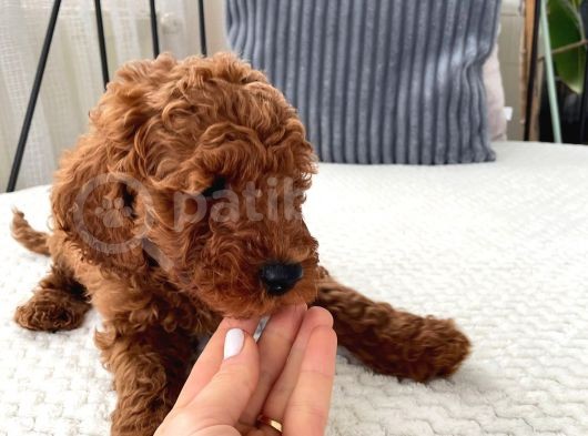 Red Brown Toy Poodle Yavrulari görsel