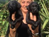 Muhteşem Labrador Retriever Yavrularımız