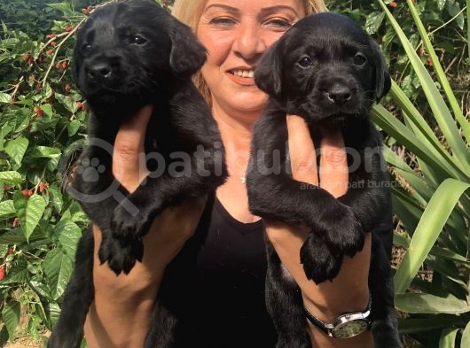 Muhteşem Labrador Retriever Yavrularımız görsel