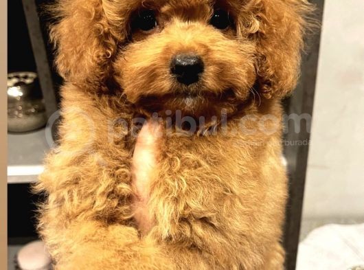 Xxs Toy Poodle Di̇şi̇&Erkek En İyi̇ Görsel görsel