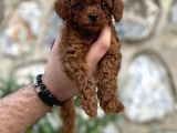 Irk Garantili Mükemmel Toy Poodle Yavrularımız