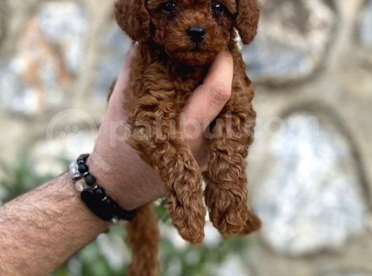 Irk Garantili Mükemmel Toy Poodle Yavrularımız görsel