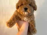 Gerçek Maltipoo Yavruları Mini Boy Mükemmel Güzellik